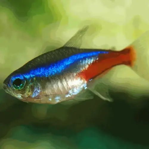 霓虹燈魚（10 條裝）