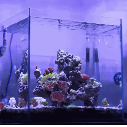 迷你玻璃魚缸
