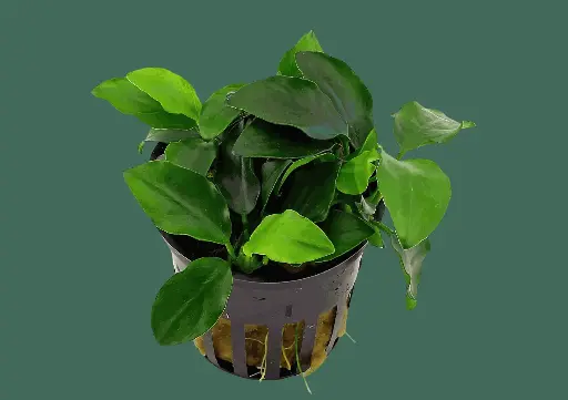 Anubias Nana (potted)