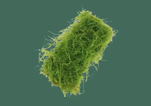 Java Moss Pad