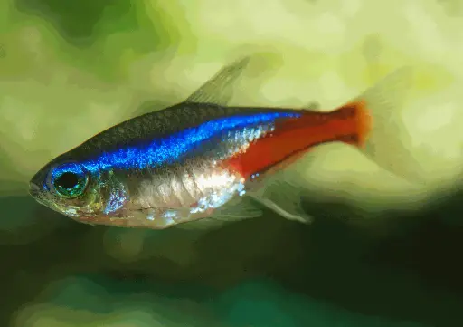 Neon Tetra (10 pcs pack)