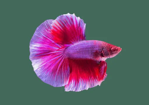 Betta Fish (Male)